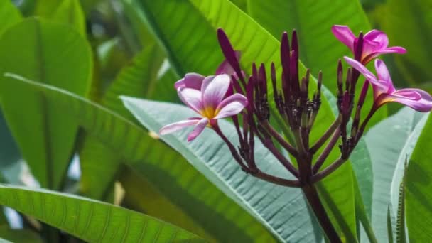 Pétalos Brillantes Tallos Flor Plumería Floreciente Rosa Hojas Verdes Balanceándose — Vídeos de Stock