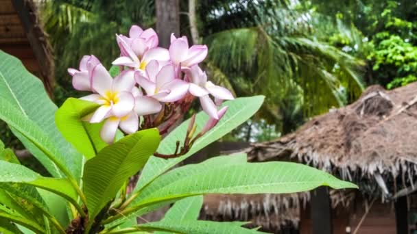 Гілка Бузкових Квітів Сливи Одразу Після Тропічного Дощу — стокове відео