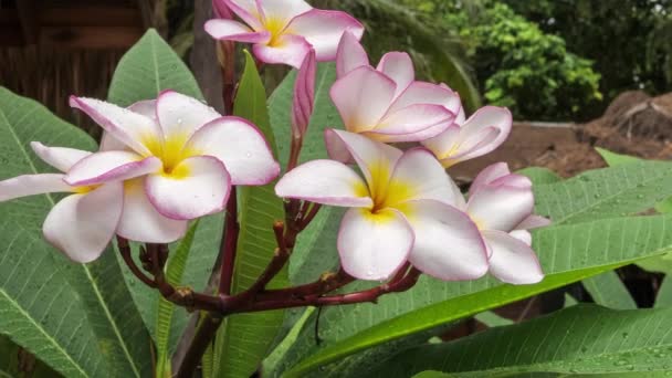 Ramo Móvel Flor Plumeria Lilás Coberto Por Algumas Gotas Após — Vídeo de Stock