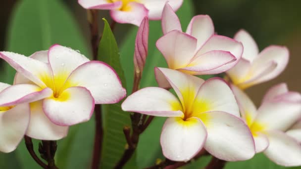 Větev Lilac Plumeria Květ Přikrytý Kapkami Tropickém Dešti Mělká Hloubka — Stock video