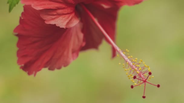 Červený Ibišek Květ Zblizka Mělce Zaměření — Stock video