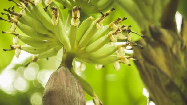 Flores Banana Penduradas Uma Bananeira Close — Vídeo de Stock