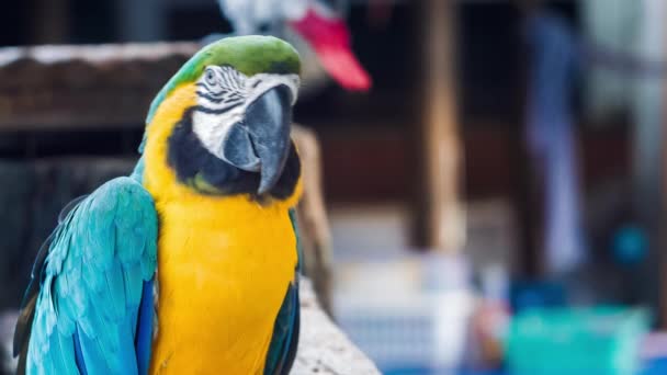 Μπλε Κίτρινος Παπαγάλος Ara Ararauna — Αρχείο Βίντεο