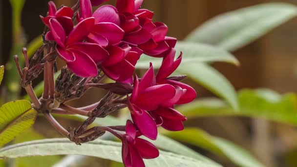 Strauß Roter Frangipani Blüten Sonnigen Tagen Aus Nächster Nähe — Stockvideo