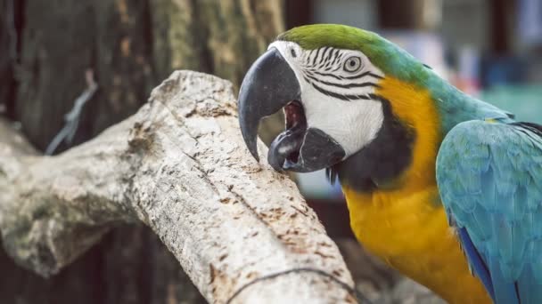 Loro Guacamayo Loro Guacamayo Amarillo Azul Loro Guacamayo Azul Ara — Vídeos de Stock