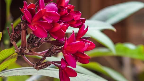 Κόκκινο Φραντζιπάνι Plumeria Flower Κίνηση Κάποια Aints Αυτό Ρηχό Βάθος — Αρχείο Βίντεο