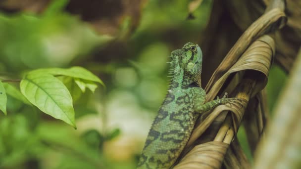 Lézard Avec Souche Calotes Emma Sur Feuille Banane Krabi Thaïlande — Video