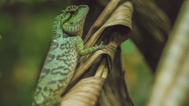 Lizard Stump Calotes Emma Banan Leaf Krabi Thailand — Stock Video