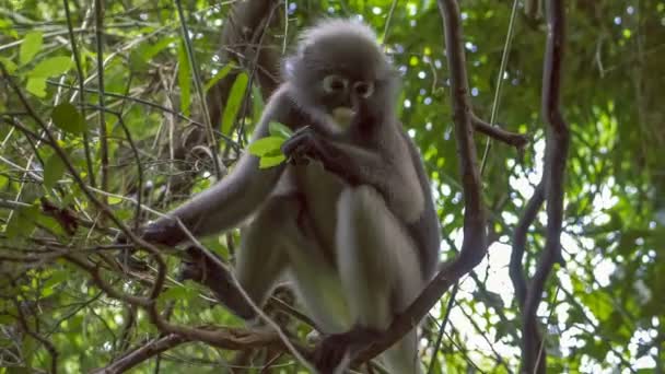 Dusky Leaf Monkey Langur Forest Eating Green Leaves Railay Krabi — Stockvideo