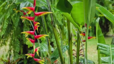 Kırmızı Heliconia çiçek şube düşen yağmur damlaları altında. Islak mevsim. Arka plan gür yeşil bitkiler yaprakları.