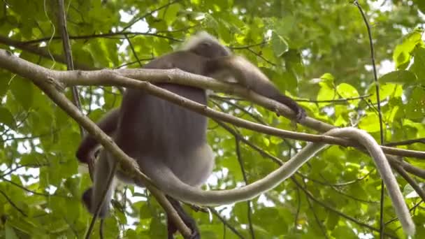 Close Dusky Leaf Monkey Langur Tree Eating Green Leaves Watching — Stock Video