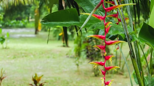 Λουλούδια Heliconia Κόκκινο Και Τροπικά Καταπράσινα Φυτά Κατά Την Υγρή — Αρχείο Βίντεο