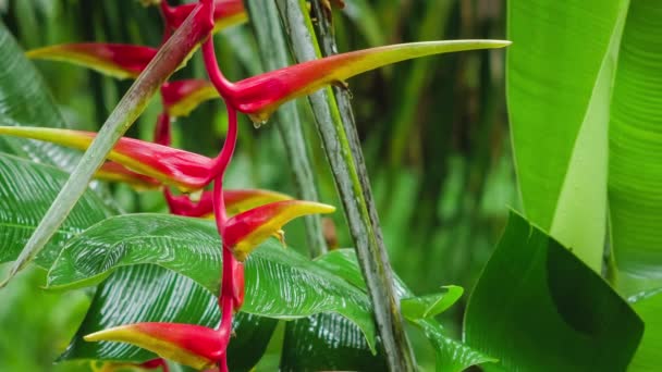 Flower Red Heliconia Rainy Drops Starting Wet Season Lush Green — Stock Video