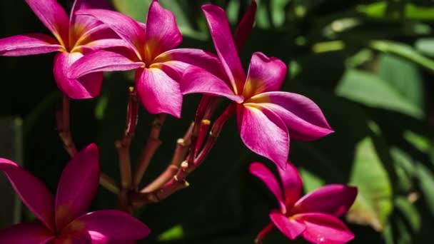 Ramo Fiori Plumeria Rosa Brillante Che Muovono Dalla Calma Brezza — Video Stock