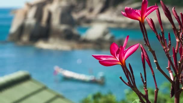 Leuchtend Rote Blüten Plumeria Langschwanzboot Der Blauen Bucht Hintergrund Thailand — Stockvideo