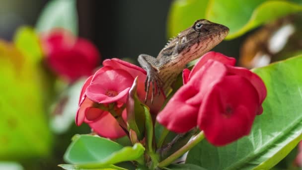 Orientalische Garteneidechse Auf Roter Euphorbia Schöne Blume Thailand — Stockvideo