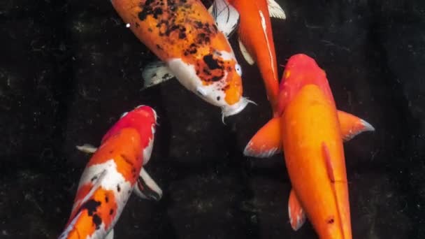 Peixe Koi Multicolorido Nadando Gracioso Uma Água Jardim Peixe Koi — Vídeo de Stock