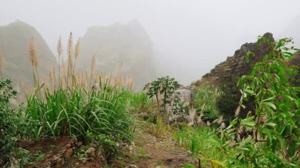 Зеленый Пейзаж Туманом Текущим Огромным Горным Склонам Пышная Вегетация Равнины — стоковое видео