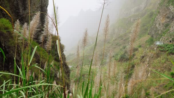 Green Landscape Mist Flowing Huge Mountain Slopes Lush Vegatation Santo — 비디오