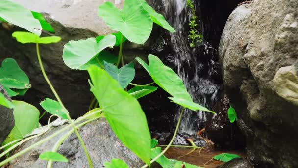 Pequena Cachoeira Atrás Folhas Lótus Verde Imagens Perto Conceito Relaxamento — Vídeo de Stock