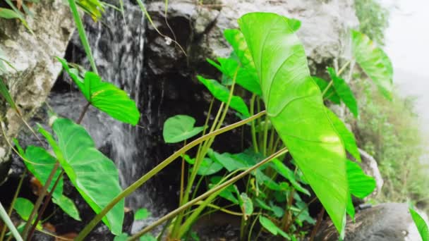 Grüne Lotusblätter Mit Einer Kleinen Wasserfallquelle Hintergrund Aufnahmen Aus Nächster — Stockvideo