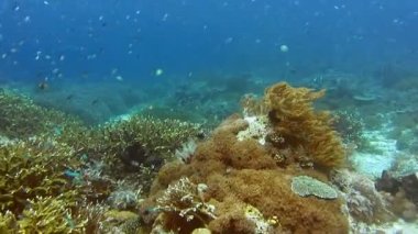 Sert mercanları ve farklı tropikal balıkları olan canlı mercan resifleri. Balık türlerinin inanılmaz çeşitliliği, Raja Ampat, Endonezya.