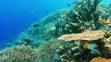 Birçok çavuş balık resif kenarında güzel sert mercanların üzerinde yüzüyor. Arka planda derin mavi okyanus suyu. Raja Ampat, Endonezya.