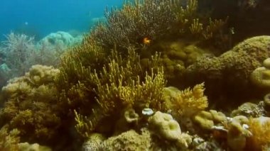 Kri Adası 'ndaki yumuşak ve sert mercanlar, Raja Ampat, Endonezya.