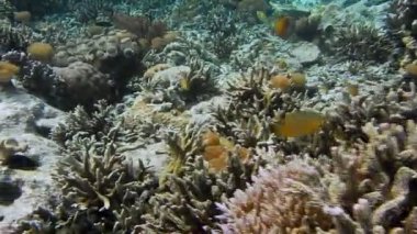 Dalış noktasında sert mercanların yakınında yüzen mercan balığı sürüsü. Kri Adası, Raja Ampat, Endonezya.