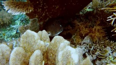 Büyük Harita Kara Kirpi, temiz suda Arothron Harita Kirpi Balığı. Raja Ampat, Endonezya,