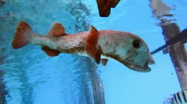 Temiz suda büyük kirpi balığı var. Raja Ampat, Endonezya.