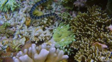 Batı Papua 'daki Raja Ampat adalarında mercan resifinde yüzen kuşak deniz yılanı..