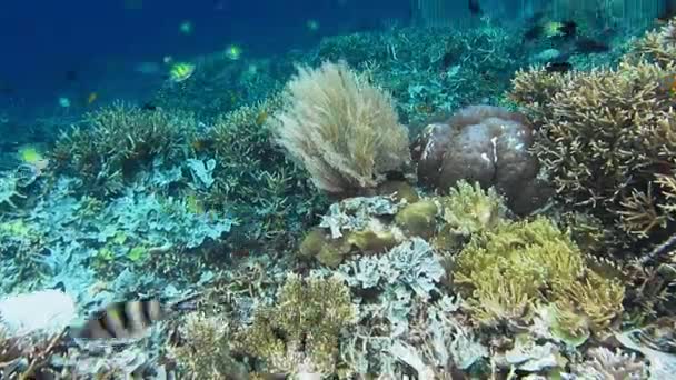 Живий Кораловий Риф Твердими Коралами Різними Тропічними Рибами Раджа Ампат — стокове відео