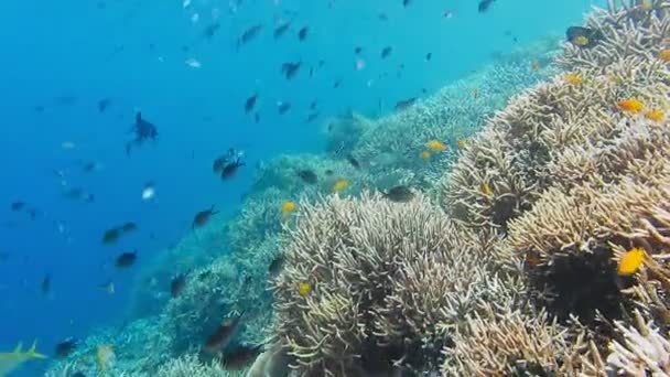 Živý Korálový Útes Tvrdými Korály Různými Tropickými Rybami Úžasná Rozmanitost — Stock video