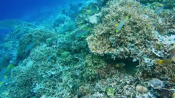 Recife Coral Colorido Intacto Com Muitos Peixes Tropicais Raja Ampat — Vídeo de Stock