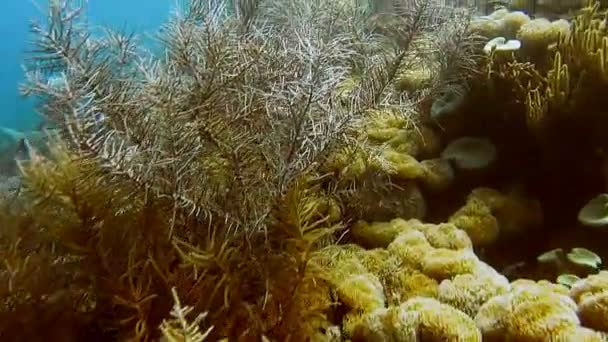 Coralli Molli Duri Sull Isola Kri Raja Ampat Indonesia — Video Stock