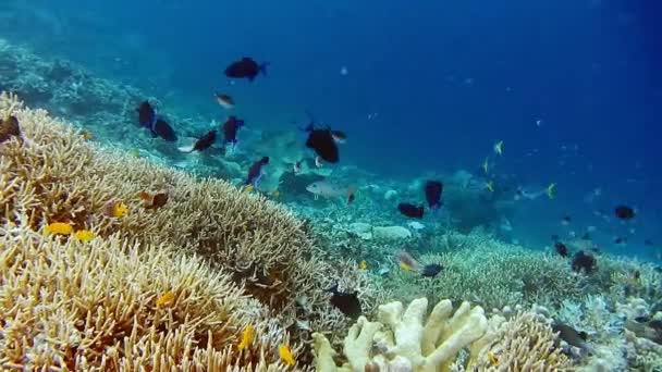 Дайвінгових Майданчиках Коралових Синіх Чорних Риб Збудників Які Летять Біля — стокове відео