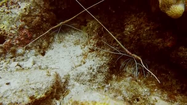 Shoal Coral Red Indian Fish Flying Hard Corals Diving Spot — Vídeos de Stock