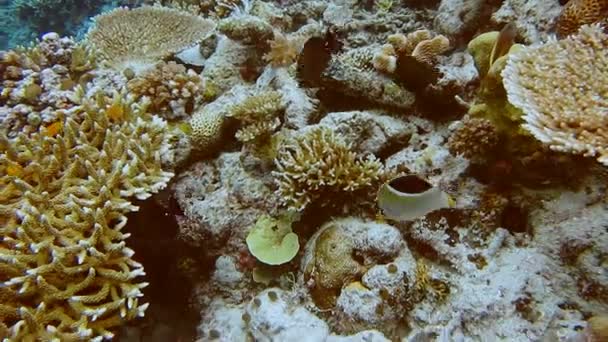 天使鱼在令人惊奇的活珊瑚礁之间嬉戏 在印度尼西亚Raja Ampat令人激动和难以忍受地潜水 — 图库视频影像