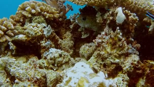 Big Puffer Pesce Nascosto Sotto Coralli Acque Limpide Pulite Una — Video Stock