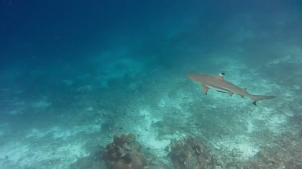 Fekete Zátony Cápa Vadászat Alsó Korallzátony — Stock videók