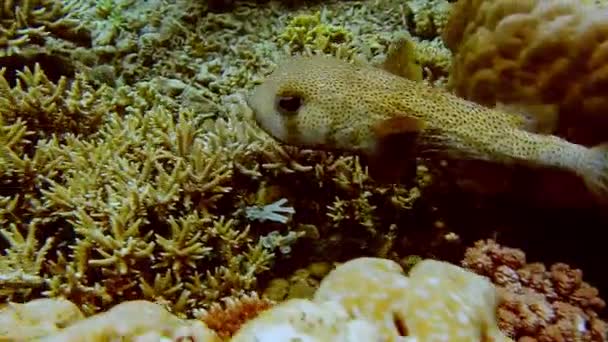 Big Puffer Fish Clear Clean Water Intact Coral Reef Natural — Vídeo de stock