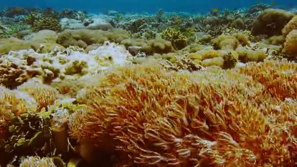Vibrant Yellow Soft Corals Overhang Tropical Island Raja Ampat Indonesia — Vídeos de Stock