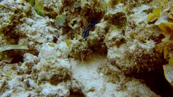 Recife Coral Colorido Intacto Com Muitos Peixes Tropicais Raja Ampat — Vídeo de Stock