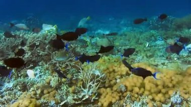 Tropikal mercan resifinin tropik sakini. Sert mercanlar ve tropikal balıkların kenarı. Köpekbalığı arka planda yüzer. Kri Adası, Raja Ampat, Endonezya.