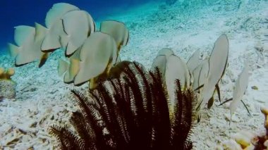 Bir grup Tallfin Yarasa Balığı Kri Adası, Raja Ampat, Endonezya 'da riff kenarına yakın yüzüyor..