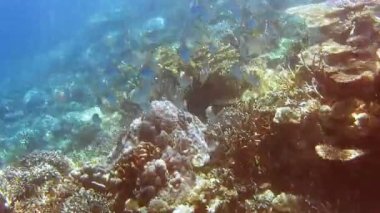 Tropikal mercan resifinin tropik sakini. Sert mercanlar ve tropikal balıkların kenarı. Kri Adası, Raja Ampat, Endonezya.