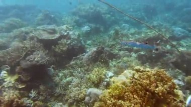 Baraküda tropikal mercan resiflerine yakın yüzer. Sert mercanlar ve tropikal balıkların kenarı. Kri Adası, Raja Ampat, Endonezya.