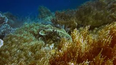 Tropikal bir ada olan Raja Ampat, Endonezya 'nın altında canlı sarı yumuşak mercanlar..