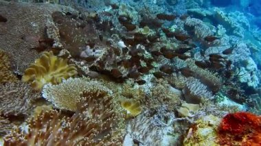 Mercan Pempheris flavicycla balığı sürüsü friwen duvarında sert mercanların yanında, Friwen Adası, Gam, Raja Ampat, Endonezya yakınlarındaki en iyi dalış noktası..
